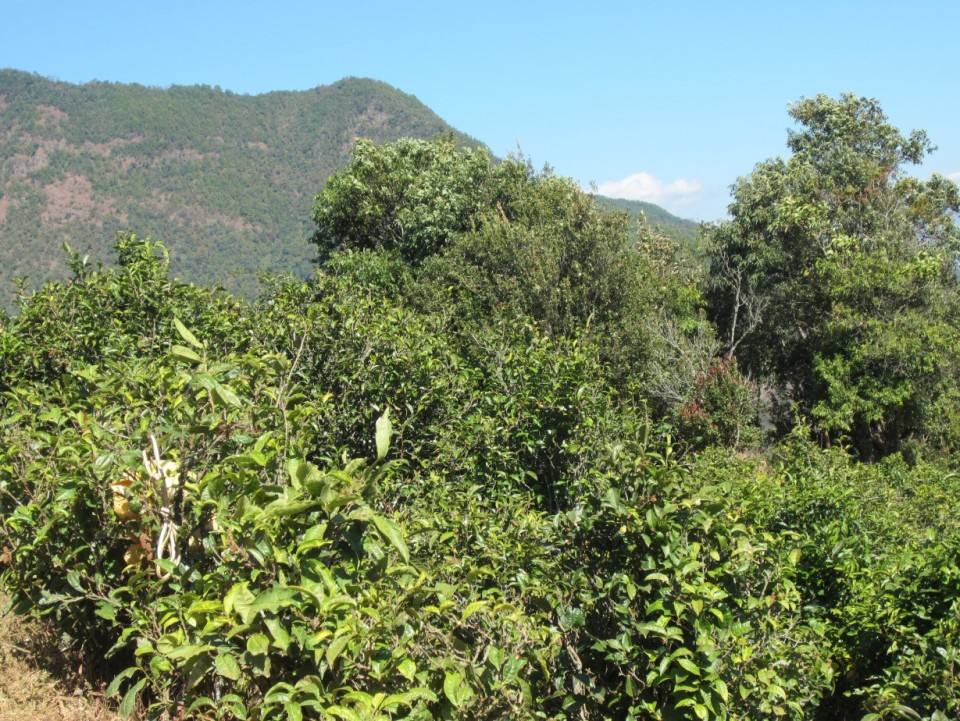 云南普洱茶区六大茶区,普洱茶茶区详细分布图