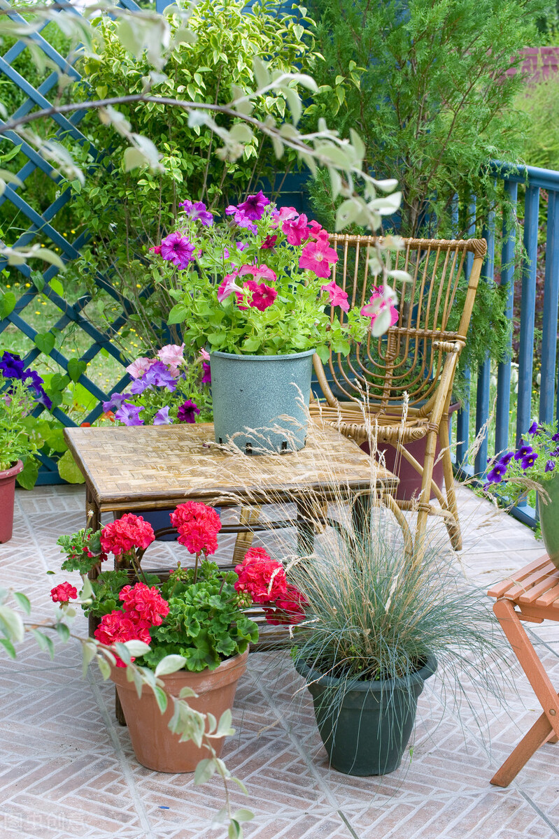 去花市买花千万别买这4种花,秋季花市卖得好的5种花