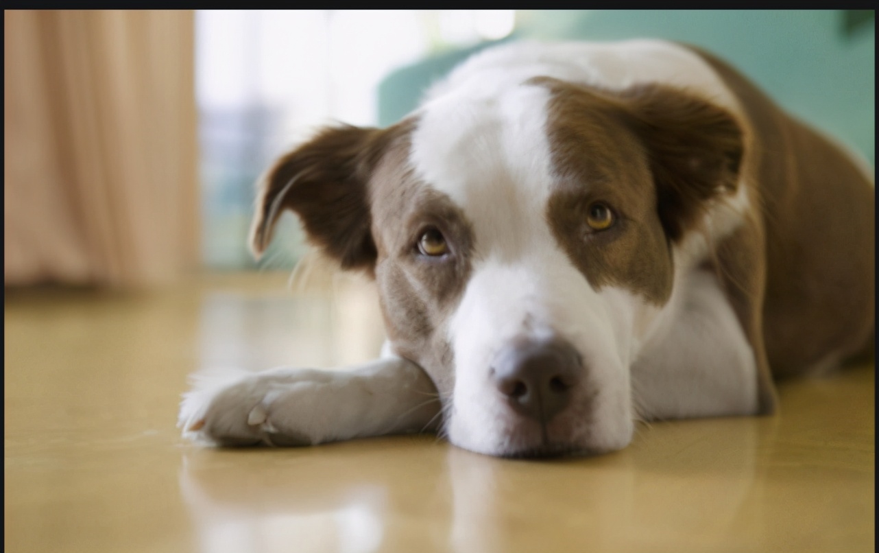 治狗狗拉稀的药,狗狗拉稀青褐色水