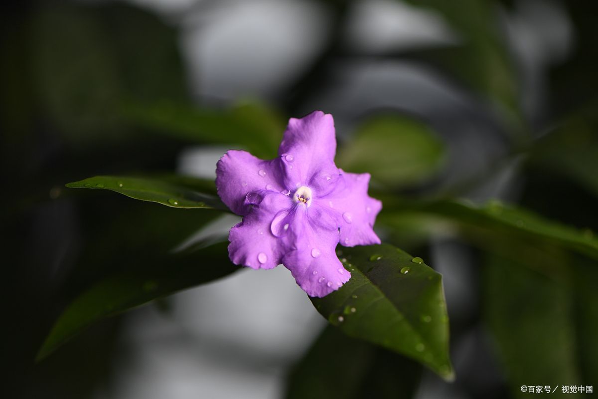 养栀子花茉莉注意什么,怎样才能让鸳鸯茉莉开花爆盆