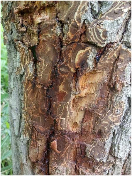 梨树腐烂病打啥农药,梨树腐烂病菌是什么