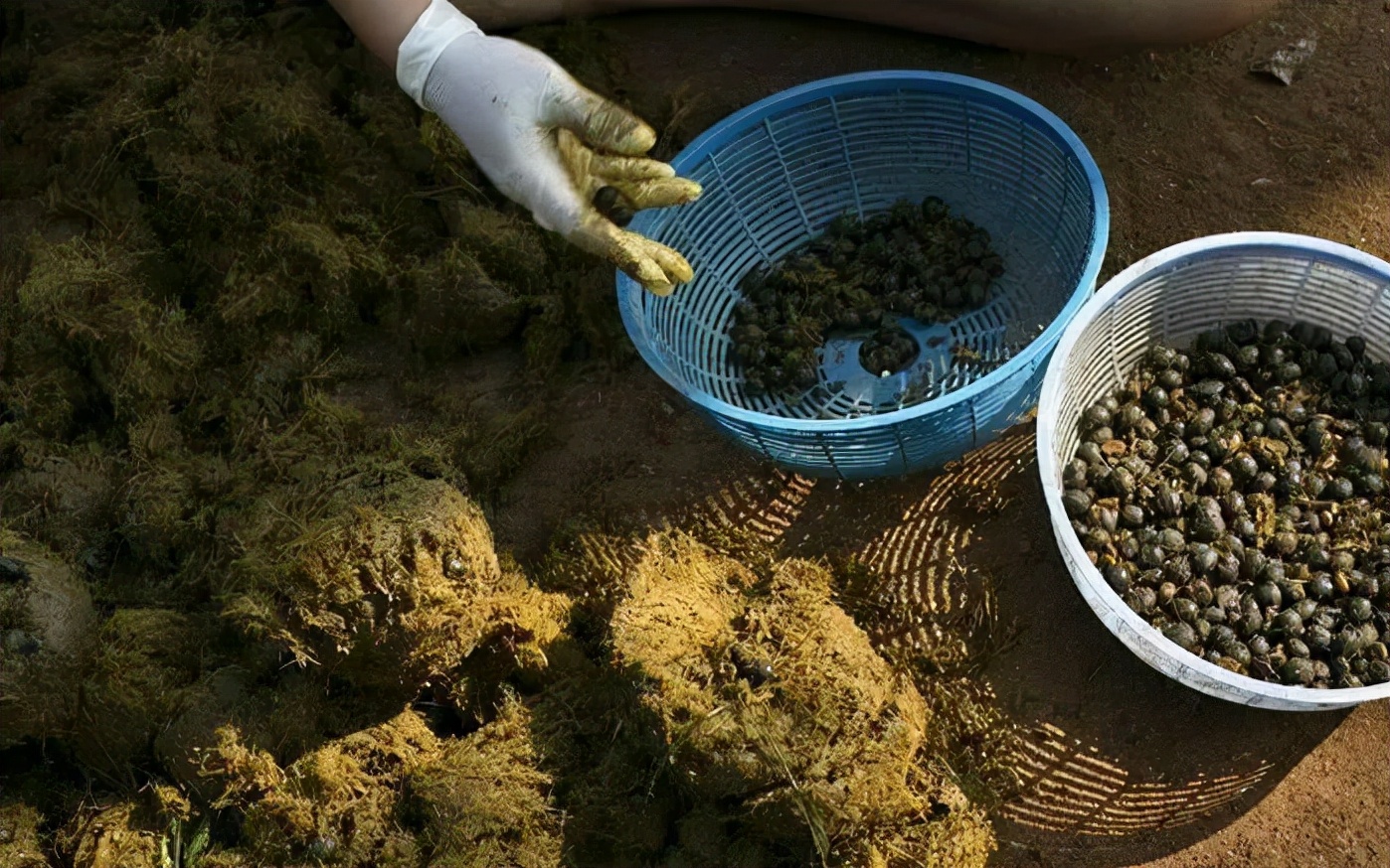 孟非:猫的屎放在咖啡里还能喝。“猫屎咖啡”真是猫咪拉的臭臭?