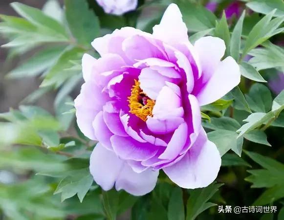 古诗中赞美牡丹的诗句有哪些,我见过雍容华丽的牡丹阅读答案