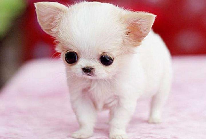 目前很受网友欢迎的几种小型犬，排名第一的竟然用漱口杯都能装下