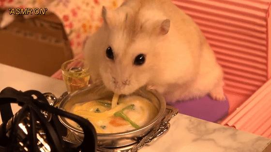 超可爱动物吃播治愈70万人，仓鼠、小熊猫、鹦鹉萌翻全网