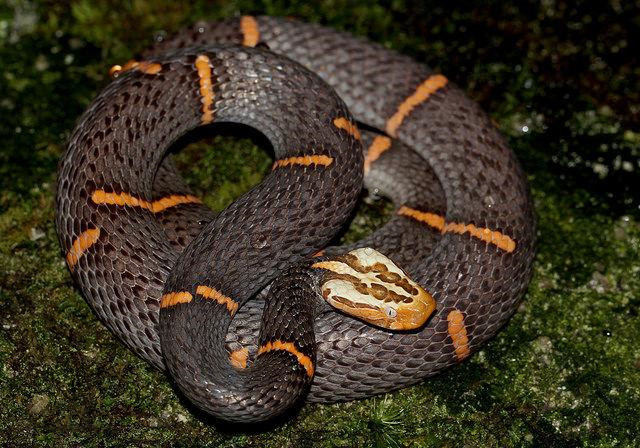 有毒蛇的地方长什么草,有毒蛇和无毒蛇咬的伤口区别