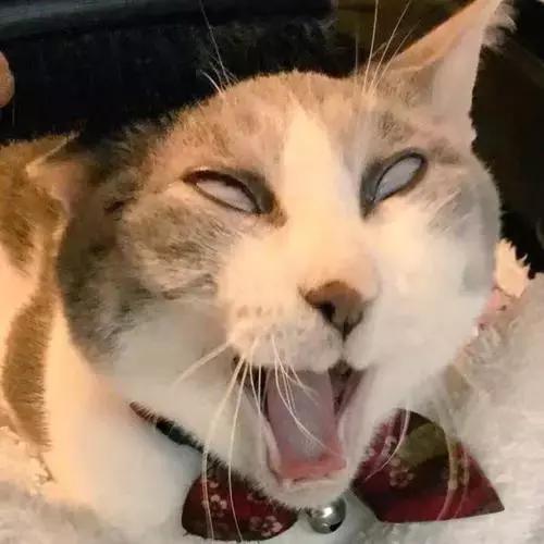 猫咪舔人又咬是什么意思啊,猫咪拿舌头舔主人的手代表什么