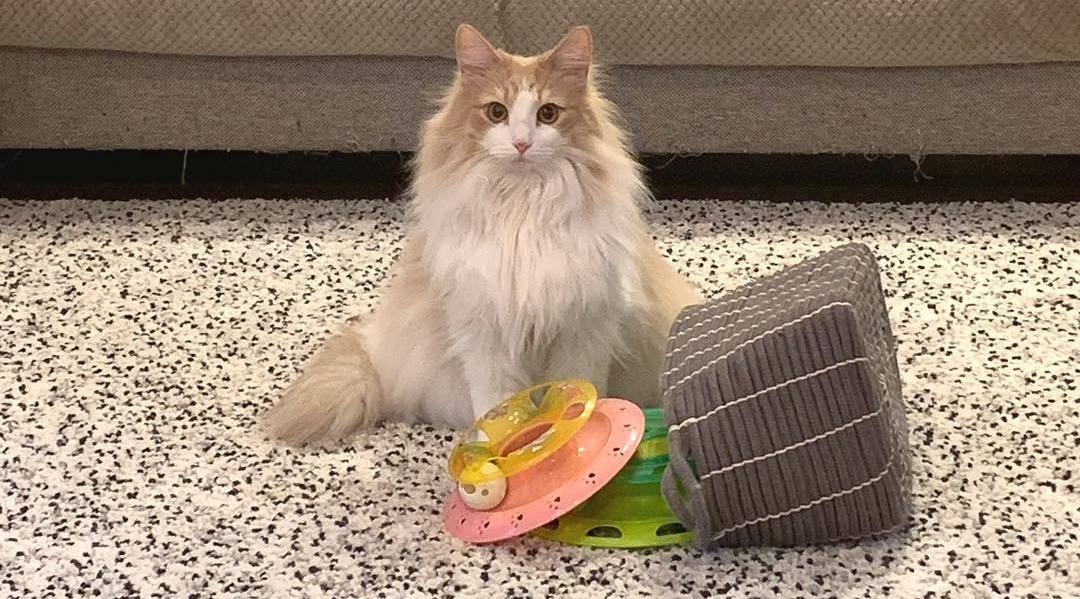 猫咪寄生虫的症状表现,猫咪绦虫病的症状及治疗方法