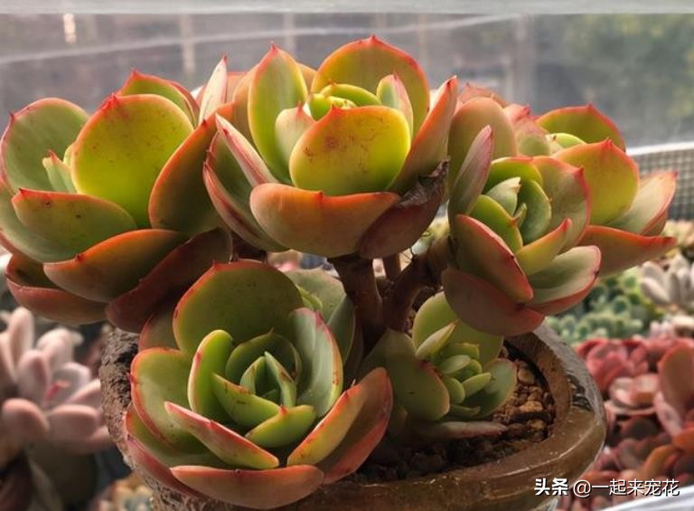 多肉碧桃叶子有黑边,碧桃多肉叶子化水怎么办