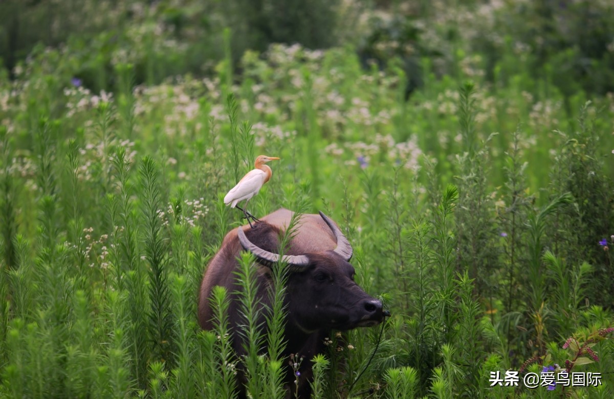 观鸟大年,观鸟大年免费