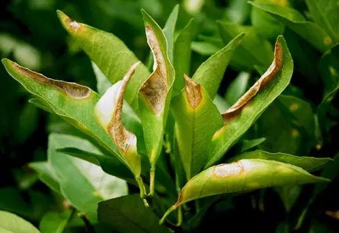 柑橘12月有什么病害虫害,柑橘全年病害虫害最新防治方法