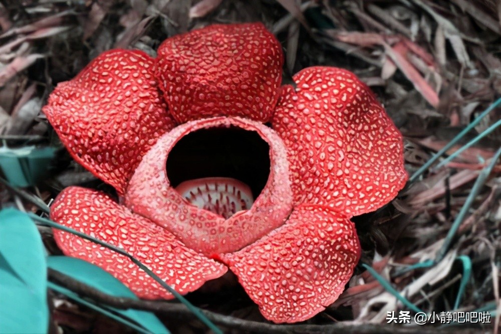 你不知道的国家冷知识马来西亚,马来西亚你所不知道的国家冷知识