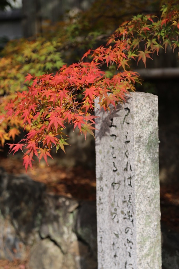 日本京都枫叶季旅游攻略,日本关西赏枫旅游攻略