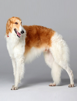 性格温顺的大型犬品种,宠物狗大型犬都有哪些品种