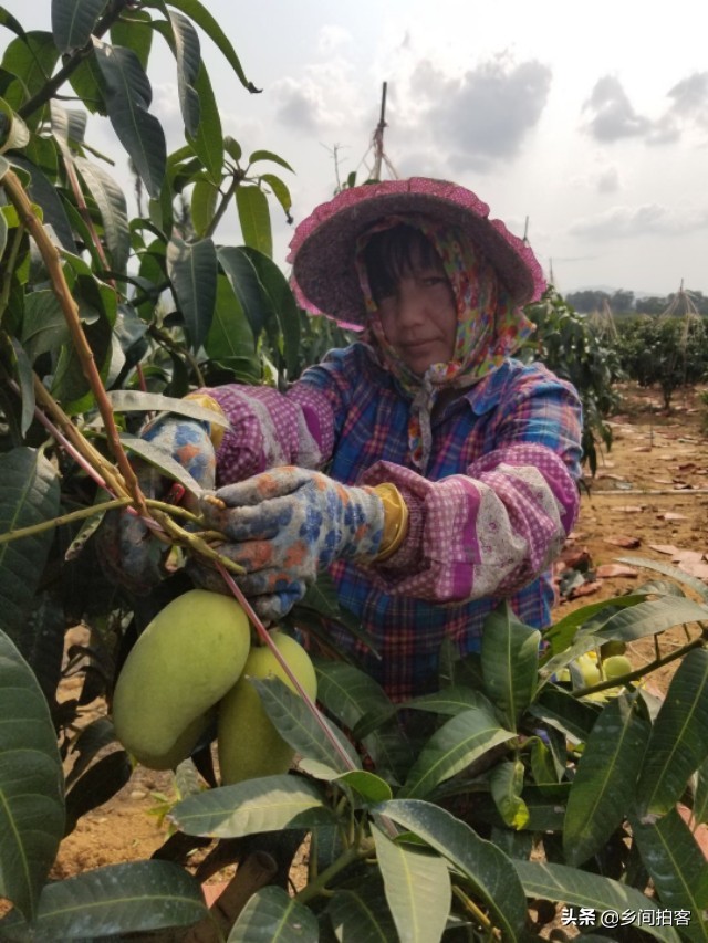 海南产地直发贵妃芒,海南产地树熟贵妃芒