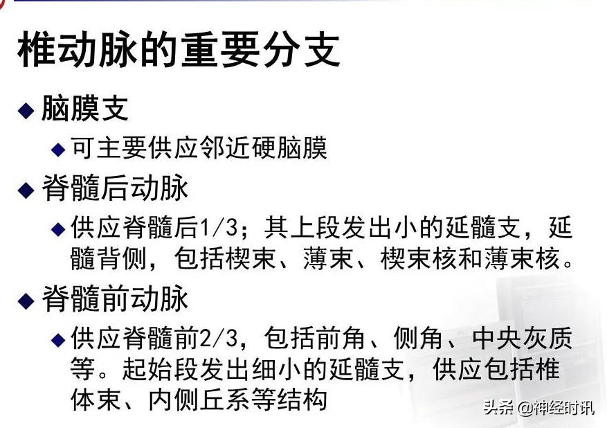 脑动脉解剖学讲解,基底节区脑血管解剖