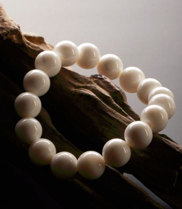 砗磲为何禁销,砗磲市场