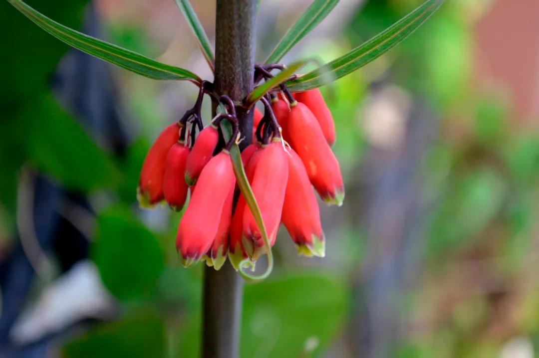 硬核整理!高清中药教材原植物彩*图色**谱(四期)