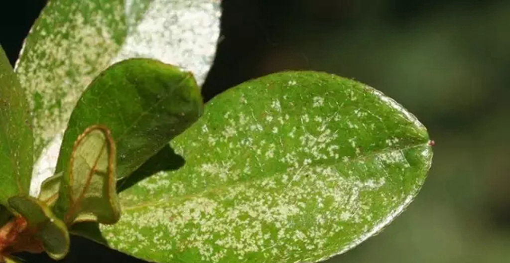我的杜鹃缺水了怎么补救,我的杜鹃花叶子发黑掉落咋办