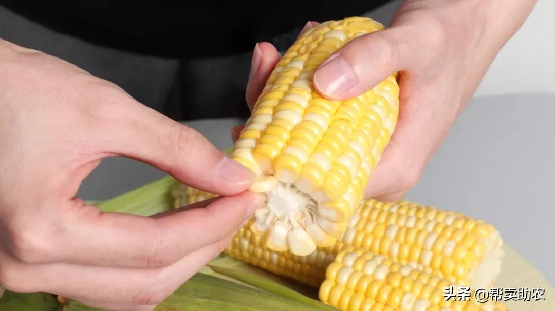 爆浆糖心水果玉米,如何挑爆汁甜的水果玉米