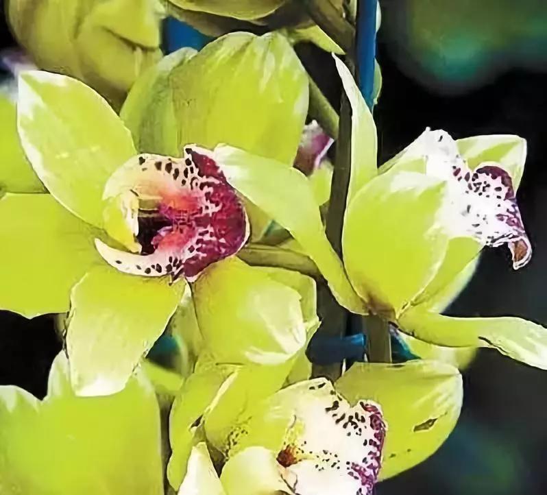 中国十大名贵稀有植物物种,全身是宝的名贵植物有哪些