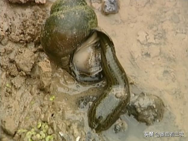 种莲藕为什么要放水蛭,藕田水蛭养殖技术和方法