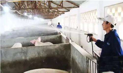 如何养猪让猪长得快一点,如何养猪提升猪肉口感