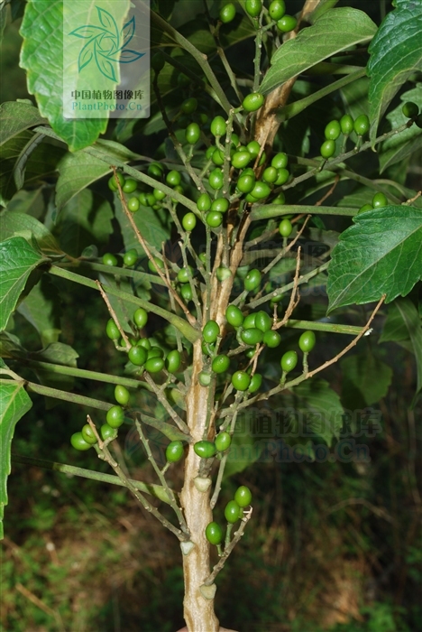 老鸦胆草药的功效,老鸦胆根的功效与作用