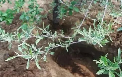 作物缺素口诀,作物营养缺素诊断与科学施肥