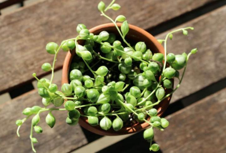 佛珠吊兰怎么养能爆盆,佛珠吊兰怎么养才能更旺盛