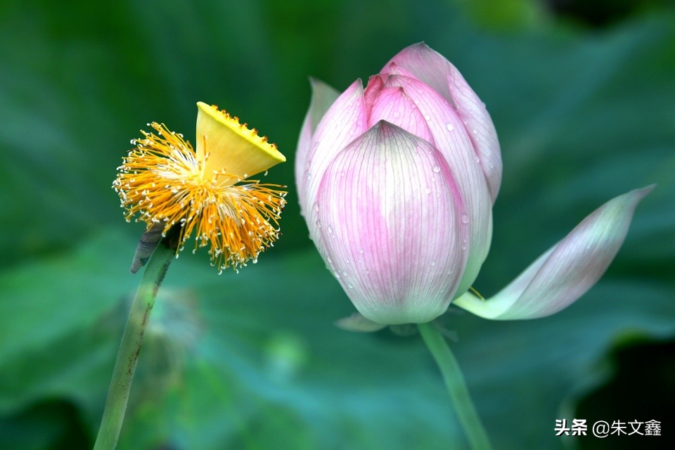 芜湖赏荷花,芜湖赏荷花好去处推荐