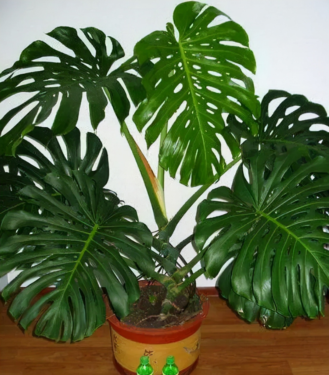 家里种什么吸甲醛最好,车内种什么植物可吸甲醛去异味