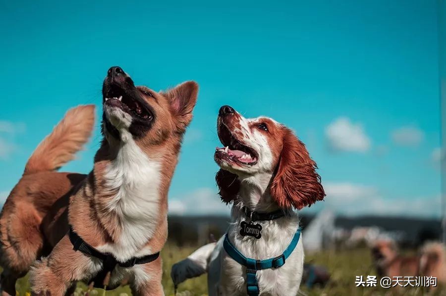 马犬和德牧都是禁养的吗,宠物为什么大家都不太敢养马犬