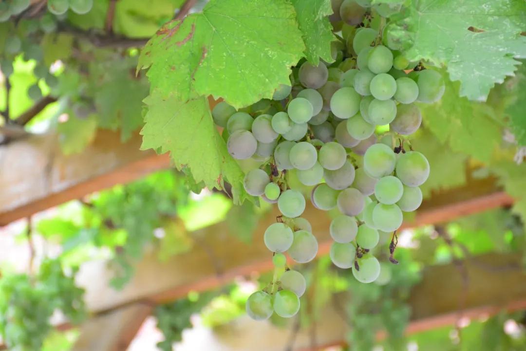 鏍″洯閲岀殑钁¤悇,瀛︽牎閲岀殑钁¤悇鐔熶簡