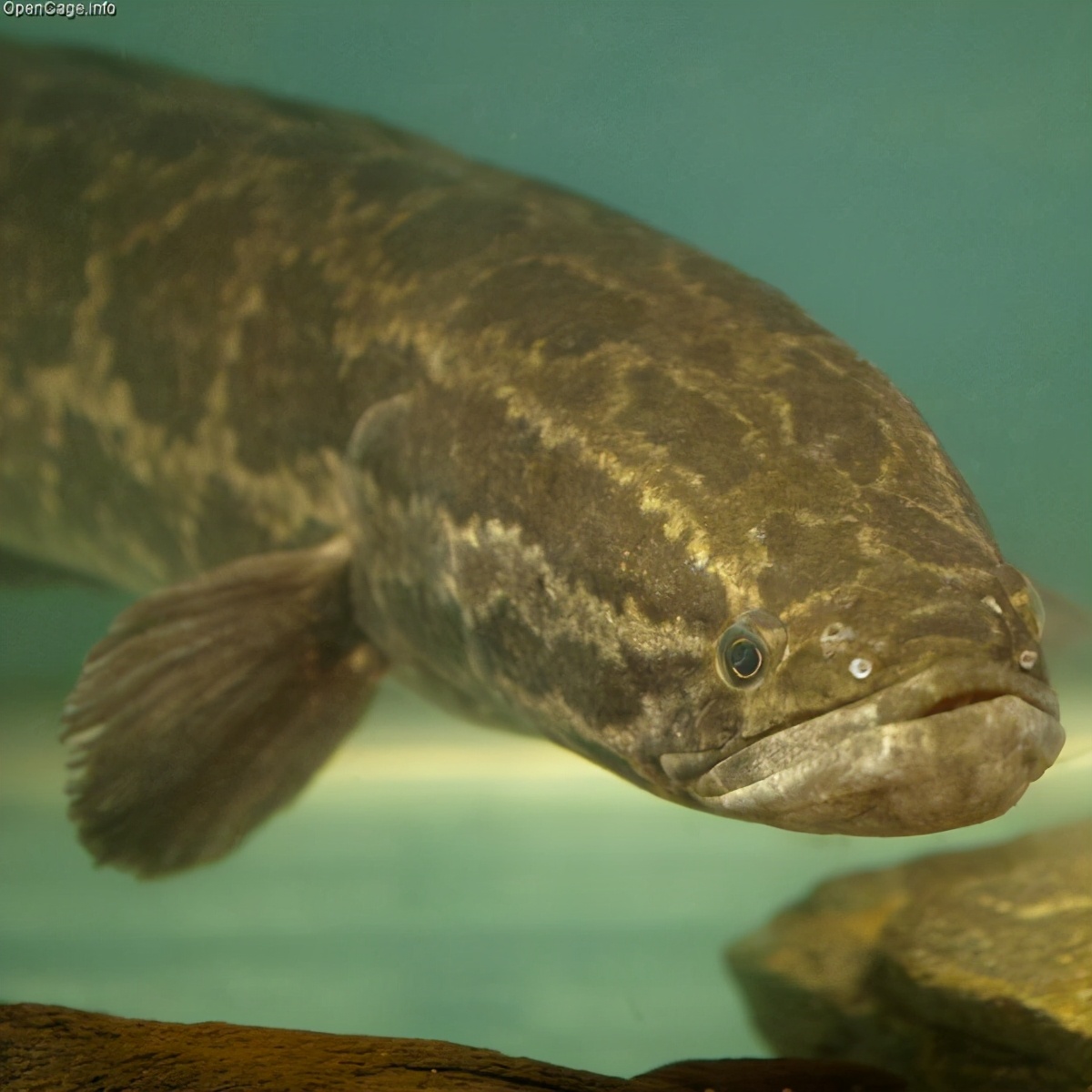 海底400度火山口的虾上岸,海底450度的虾怎么煮熟