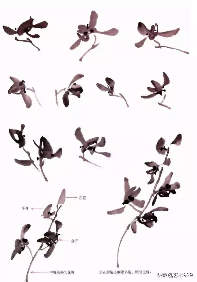 国画兰花的画法太棒了简单易学,泰国兰花绘画技法