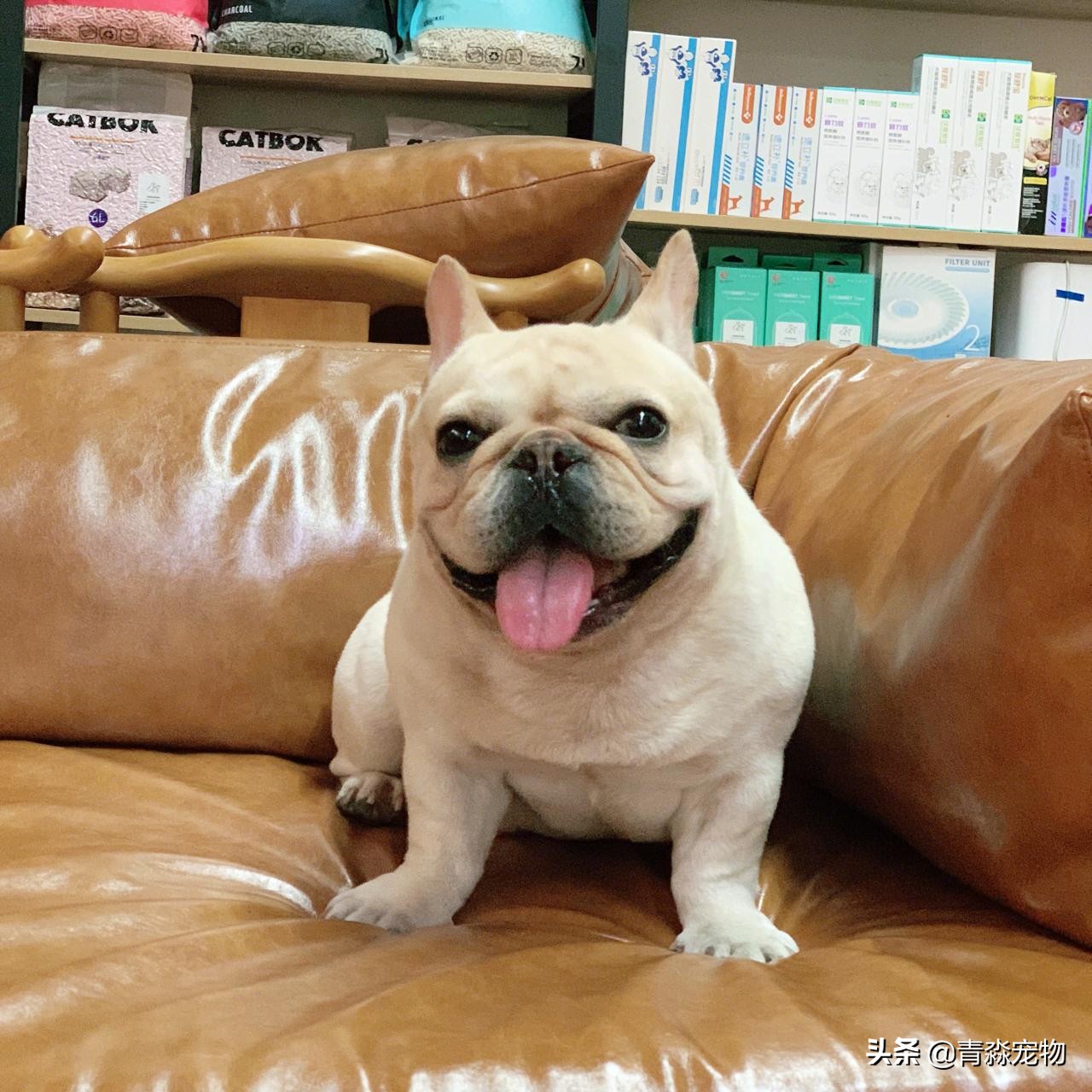 宠物狗耳螨怎么办啊,耳螨狗狗应该注意什么