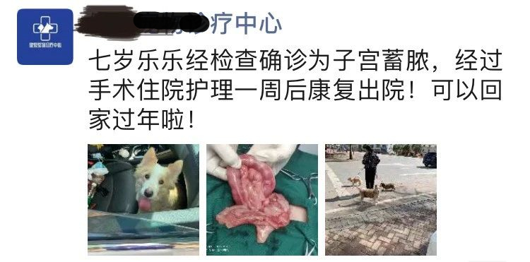 猫咪子宫蓄脓用地米能治好吗,胆小慎入猫咪