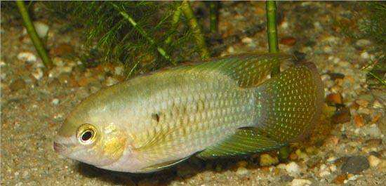 南美慈鲷,慈鲷有黑色的吗