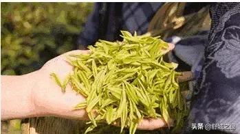 舒城绿兰园捐款 (舒城绿兰园)