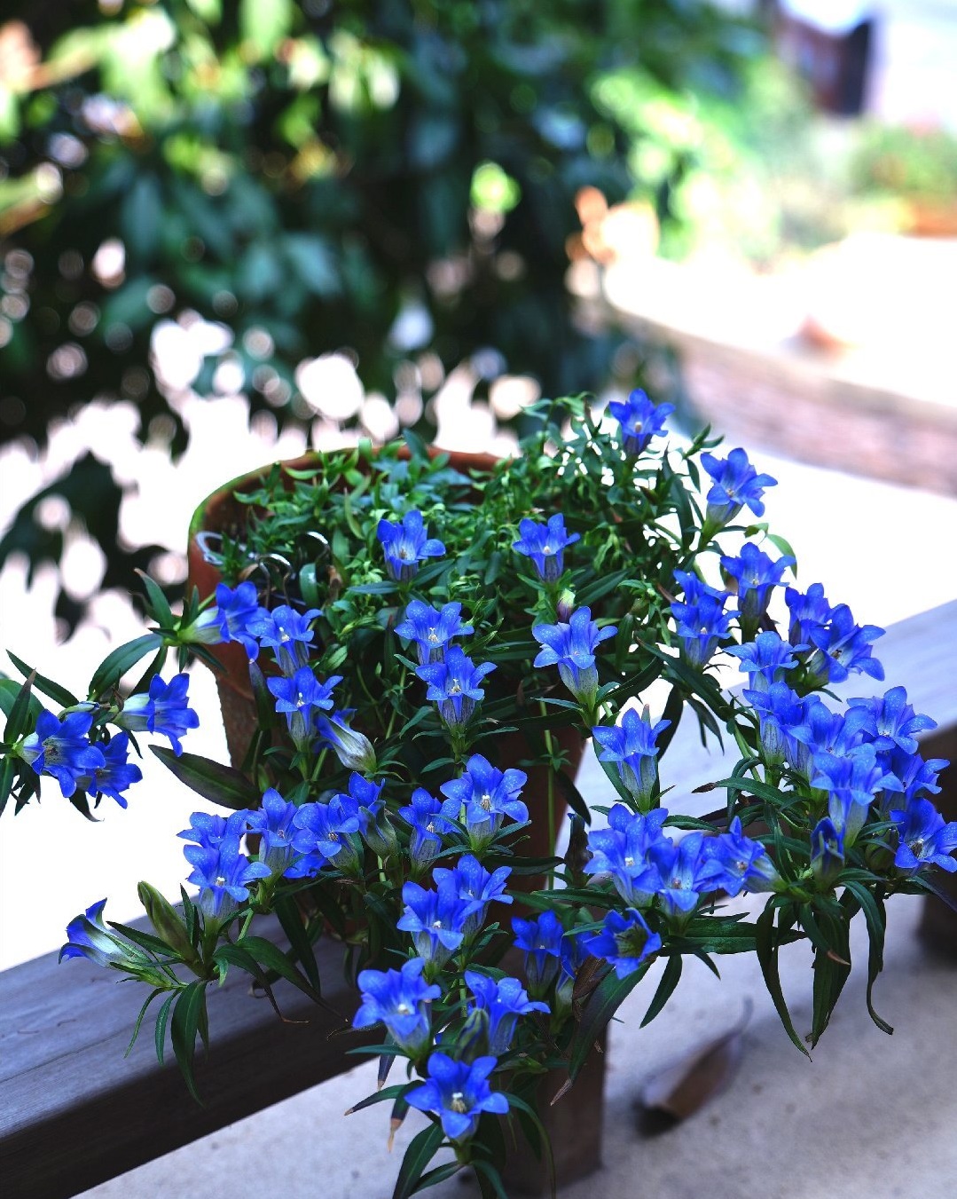 海洋之心花朵,海洋之心鲜花