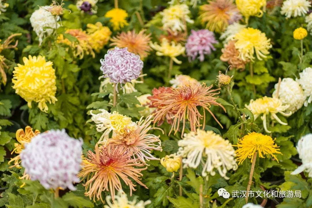 花点时间游荆门,花点时间武汉天地店