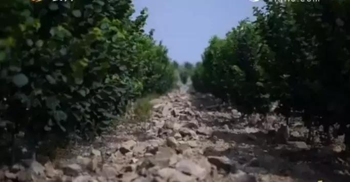 石头缝里长出的榛子树，你见过吗？