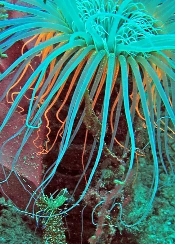 世界上最惊艳的海底照,100张绝美的海底照片