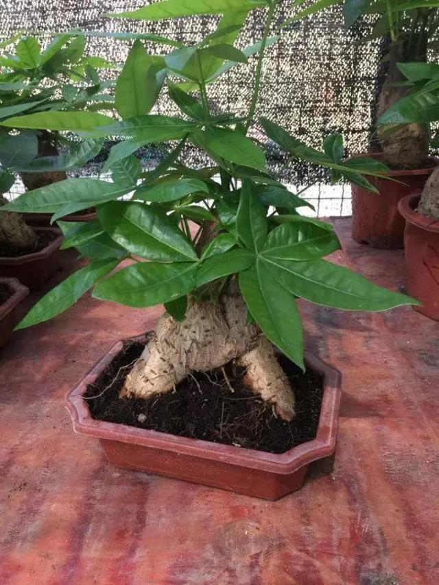 发财树一年不长叶子怎么办,发财树长新芽很小需要注意什么