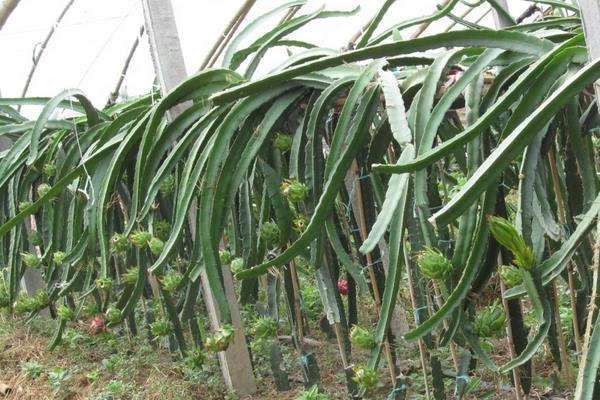 火龙果苗的种植方法,火龙果插杆种植方法