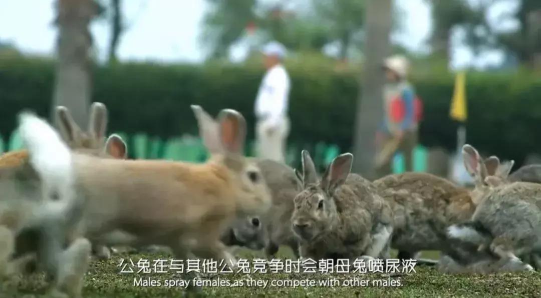 豆瓣9.1，看一次被萌一次，根本顶不住它们的可爱