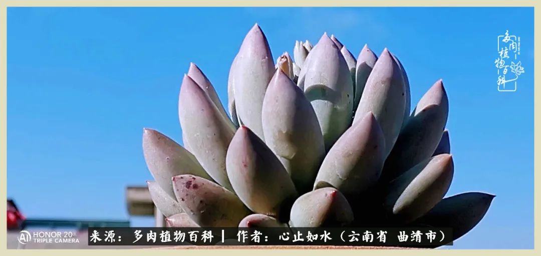 景德镇精品拇指多肉盆,轻奢多肉拇指盆3.5