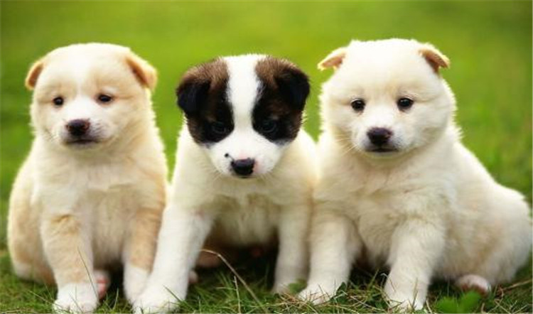 狗妈妈生了喂什么,狗妈妈刚生完孩子可以吃什么