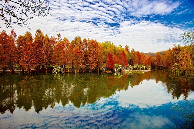 水杉为什么不生根,水杉在阴暗处能生存吗